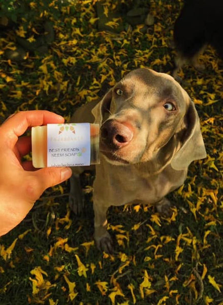 Doggy ZeroWaste Shampoo